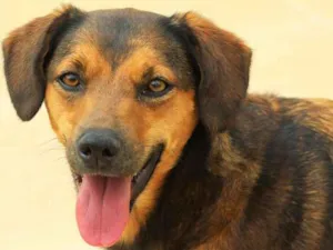 Cachorro raça  idade 4 anos nome Ingrid
