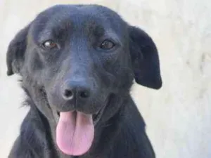 Cachorro raça  idade 4 anos nome Nina