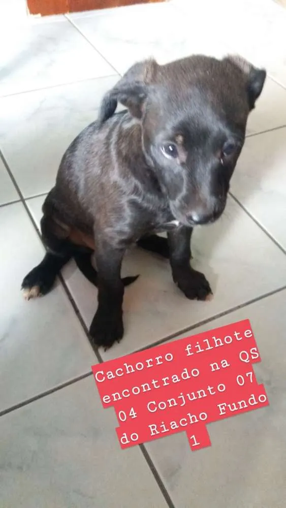Cachorro ra a Não sei idade Abaixo de 2 meses nome Não sei