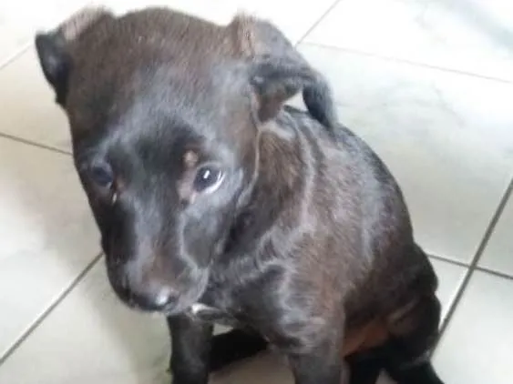 Cachorro ra a Não sei idade Abaixo de 2 meses nome Não sei