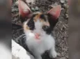 Princesa