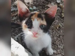 Gato raça Indefinida idade Abaixo de 2 meses nome Princesa