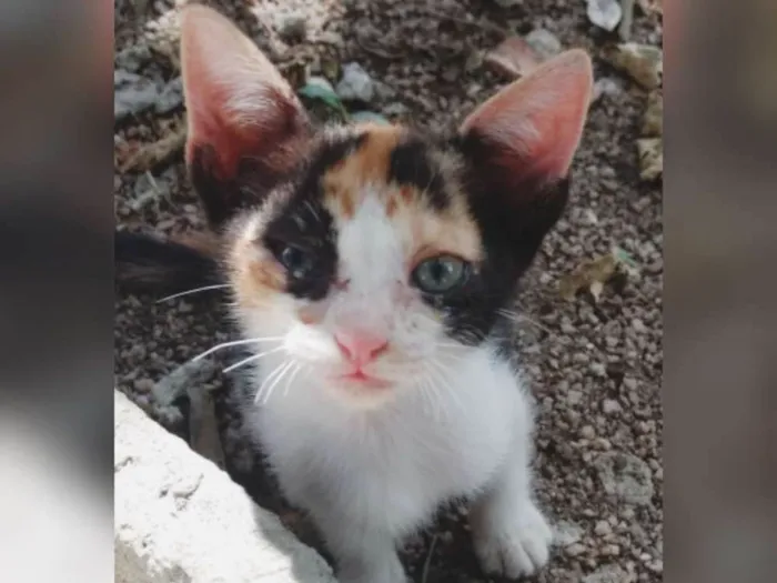 Gato ra a Indefinida idade Abaixo de 2 meses nome Princesa