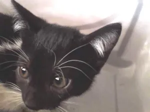 Gato raça Indefinida idade 2 a 6 meses nome sem.nome