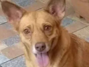 Cachorro raça  idade 4 anos nome Esmeralda