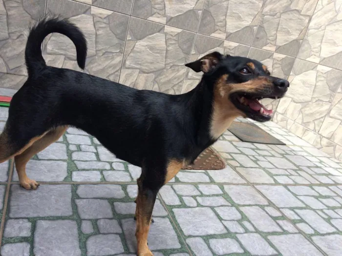 Cachorro ra a Vira lata idade 2 anos nome Atena e Captu