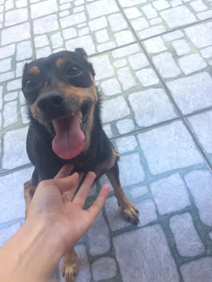 Cachorro ra a Vira lata idade 2 anos nome Atena e Captu