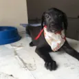 Tobias