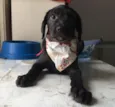 Tobias