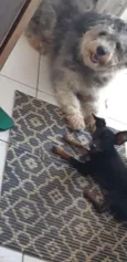 Bolinha