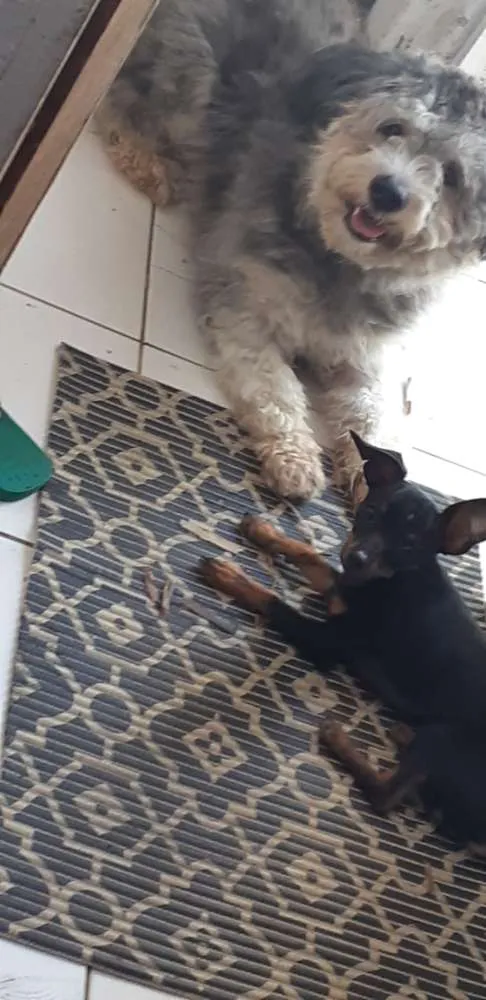 Cachorro ra a Poodle com viralata idade 7 a 11 meses nome Bolinha