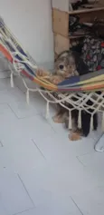 Bolinha
