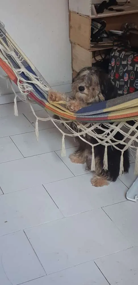 Cachorro ra a Poodle com viralata idade 7 a 11 meses nome Bolinha