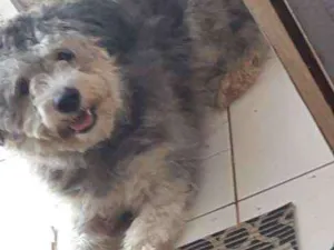 Cachorro raça Poodle com viralata idade 7 a 11 meses nome Bolinha