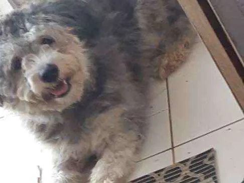 Cachorro ra a Poodle com viralata idade 7 a 11 meses nome Bolinha