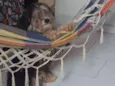 Bolinha