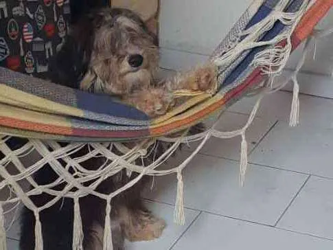 Cachorro ra a Poodle com viralata idade 7 a 11 meses nome Bolinha