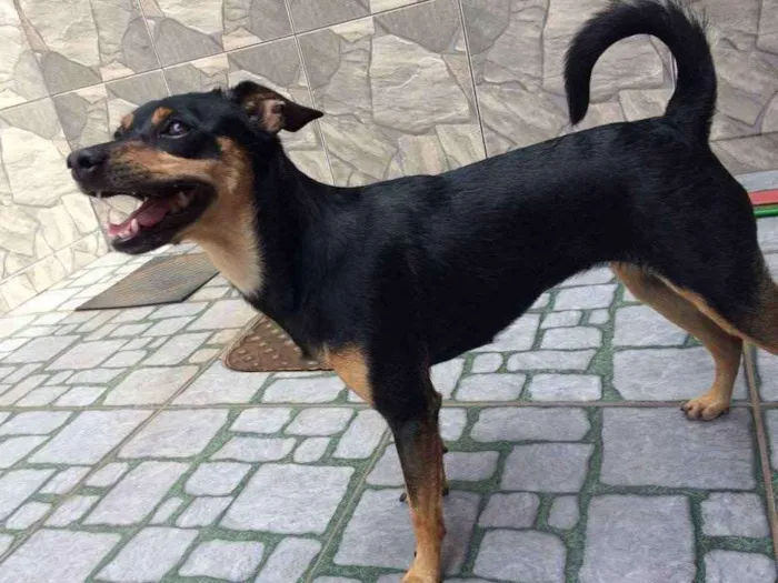 Cachorro ra a Vira lata idade 2 anos nome Atena e Captu