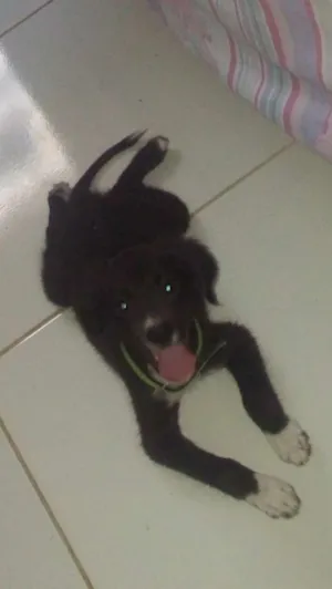 Cachorro raça SRD idade 2 a 6 meses nome León