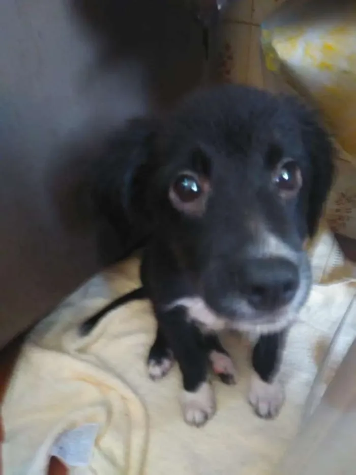 Cachorro raça SRD idade 2 a 6 meses nome León