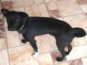 Cachorro raça Desconhecida  idade  nome Maylon