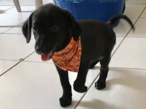 Cachorro raça SRD idade 2 a 6 meses nome Bernardo 