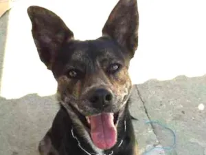 Cachorro raça Vira lata idade 3 anos nome Sultão 