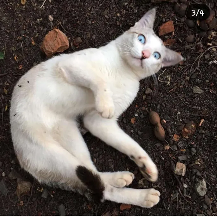 Gato ra a Sem raça definida idade 1 ano nome Polar