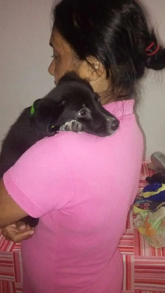 Cachorro raça SRD idade 2 a 6 meses nome León