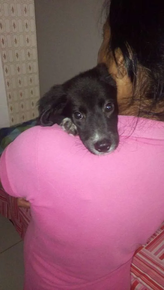 Cachorro raça SRD idade 2 a 6 meses nome León