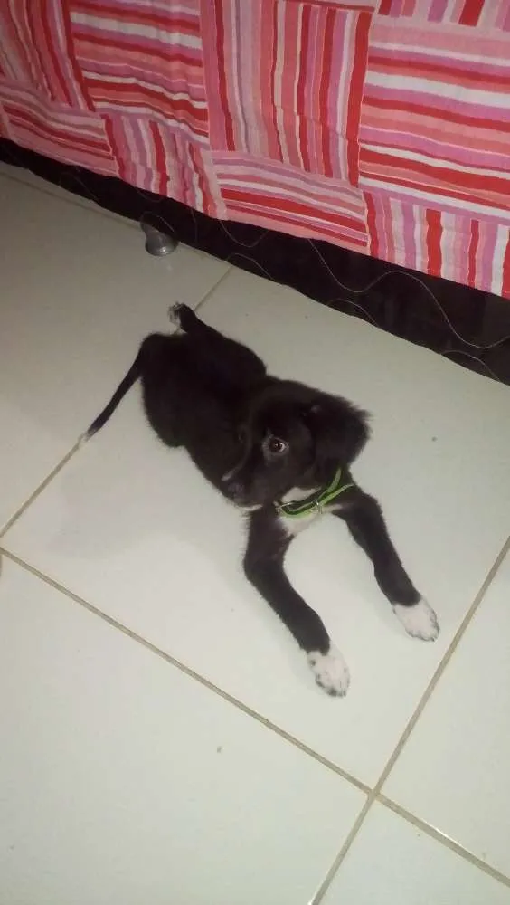 Cachorro raça SRD idade 2 a 6 meses nome León