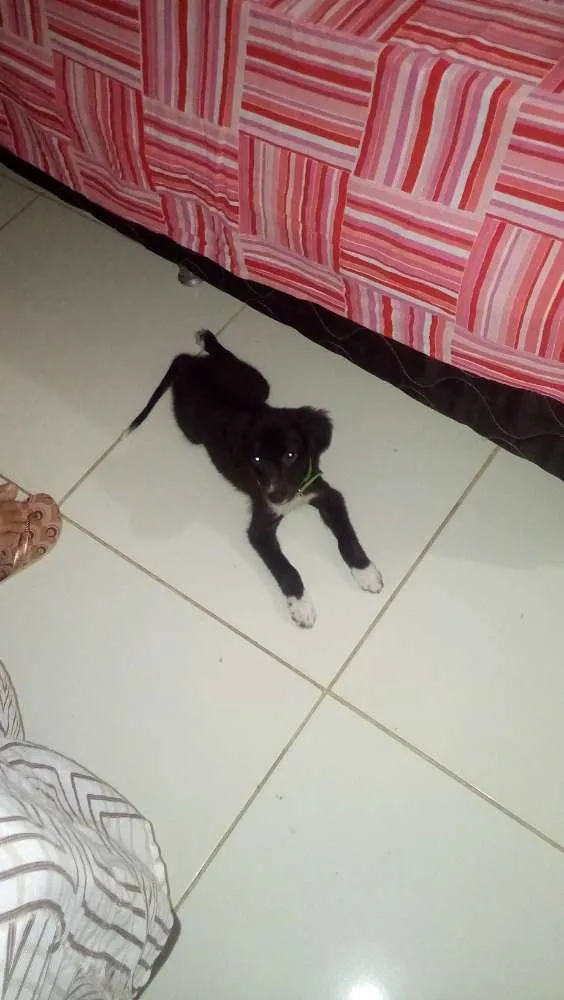 Cachorro raça SRD idade 2 a 6 meses nome León