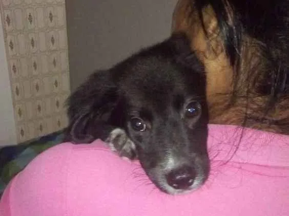 Cachorro raça SRD idade 2 a 6 meses nome León