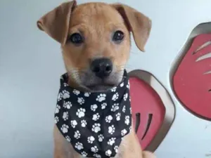 Cachorro raça SRD idade 2 a 6 meses nome Guapo