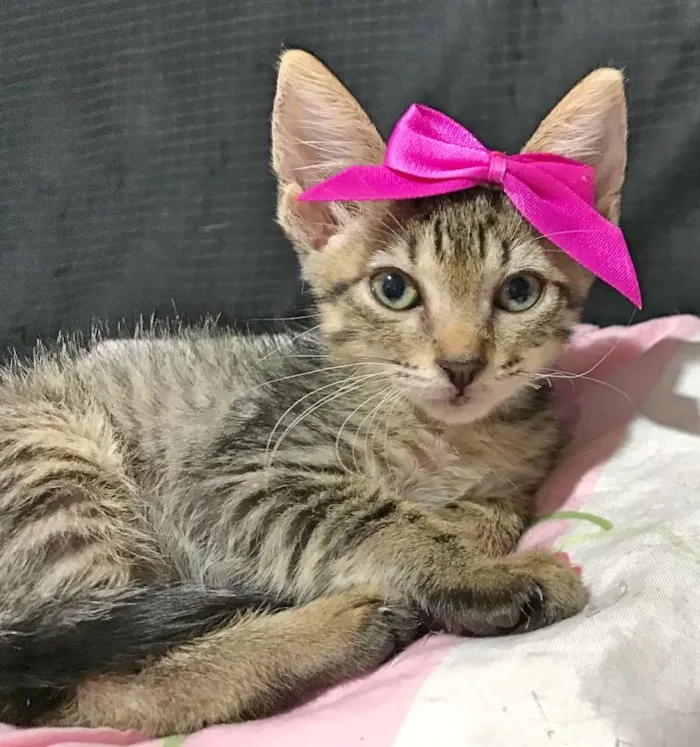 Gato ra a SRD idade Abaixo de 2 meses nome Gatinha 
