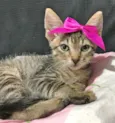 Gatinha