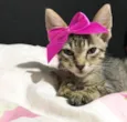 Gatinha