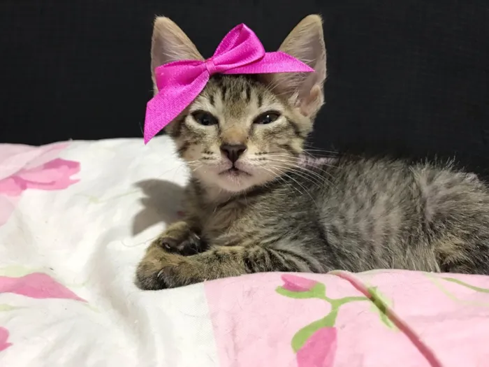 Gato ra a SRD idade Abaixo de 2 meses nome Gatinha 