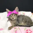 Gatinha