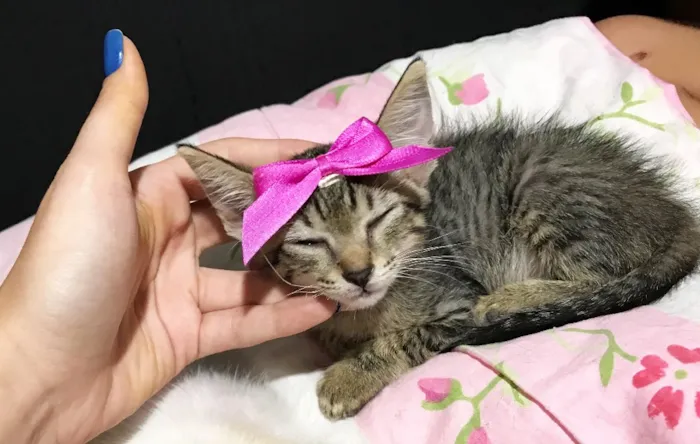 Gato ra a SRD idade Abaixo de 2 meses nome Gatinha 