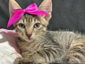 Gato raça SRD idade Abaixo de 2 meses nome Gatinha 