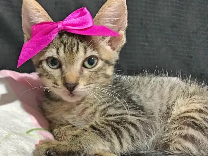 Gato ra a SRD idade Abaixo de 2 meses nome Gatinha 