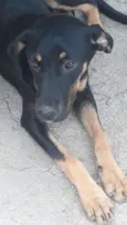 Juju,Tuka,Duke,Lua
