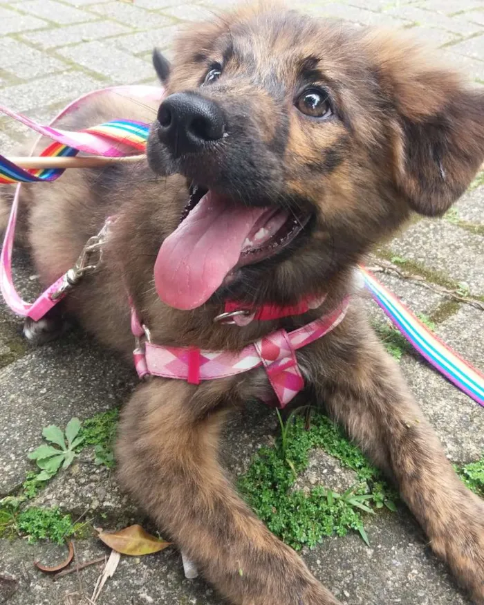 Cachorro ra a Srd idade 1 ano nome Jake e Nikita