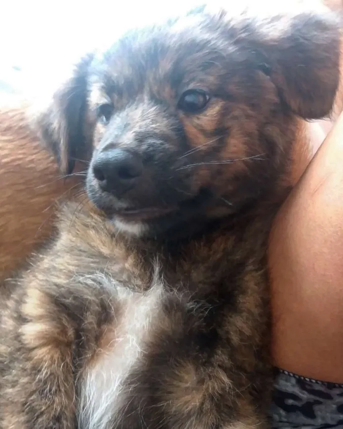 Cachorro ra a Srd idade 1 ano nome Jake e Nikita