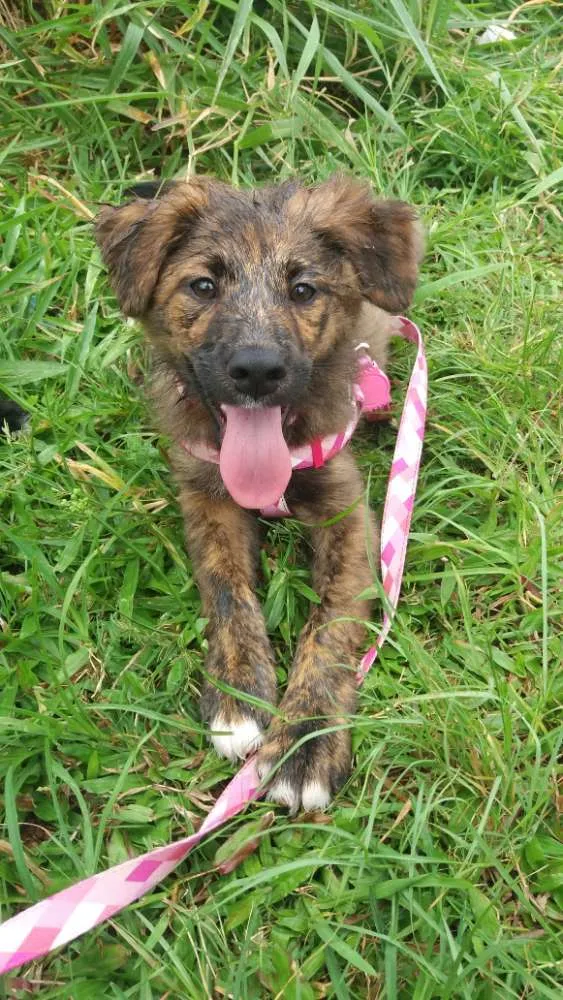 Cachorro ra a Srd idade 1 ano nome Jake e Nikita