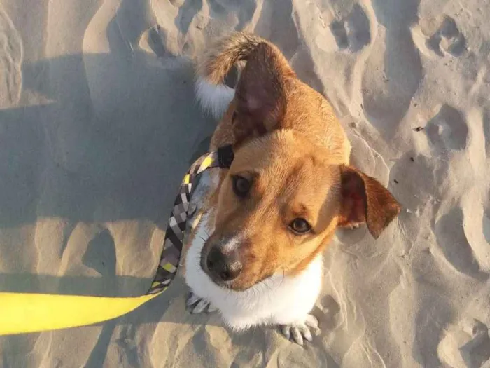 Cachorro ra a Srd idade 1 ano nome Jake e Nikita