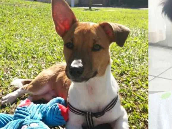 Cachorro ra a Srd idade 1 ano nome Jake e Nikita