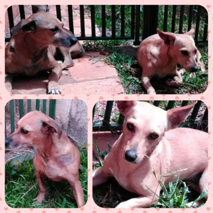 Cachorro ra a SRD idade 3 anos nome Raposinha e Rapunzel