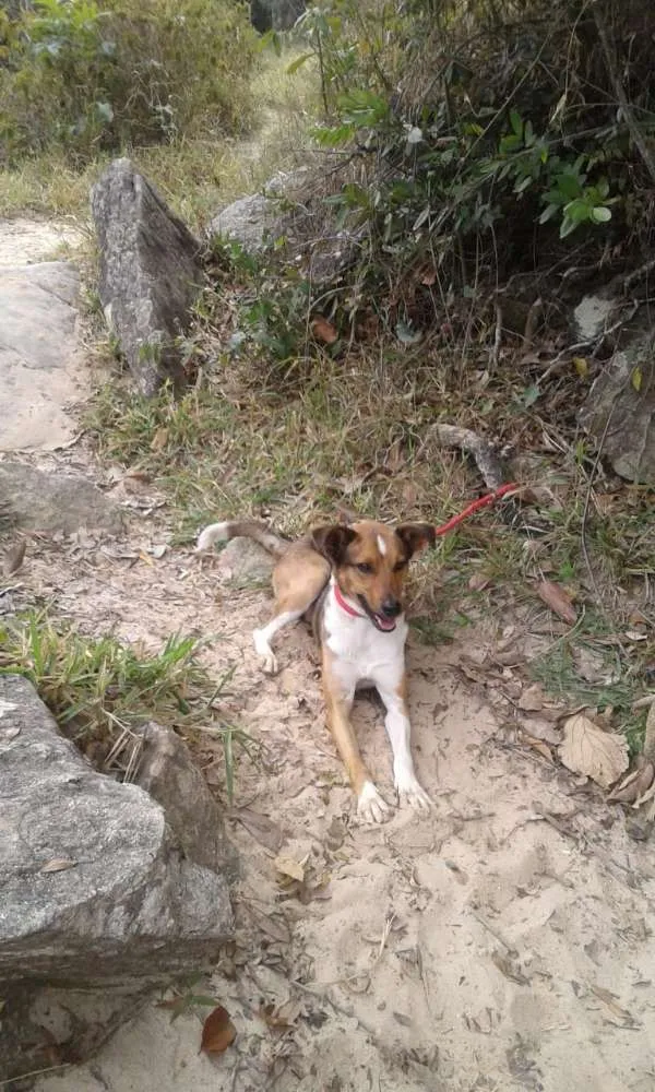Cachorro ra a Srd idade 2 anos nome Bruce